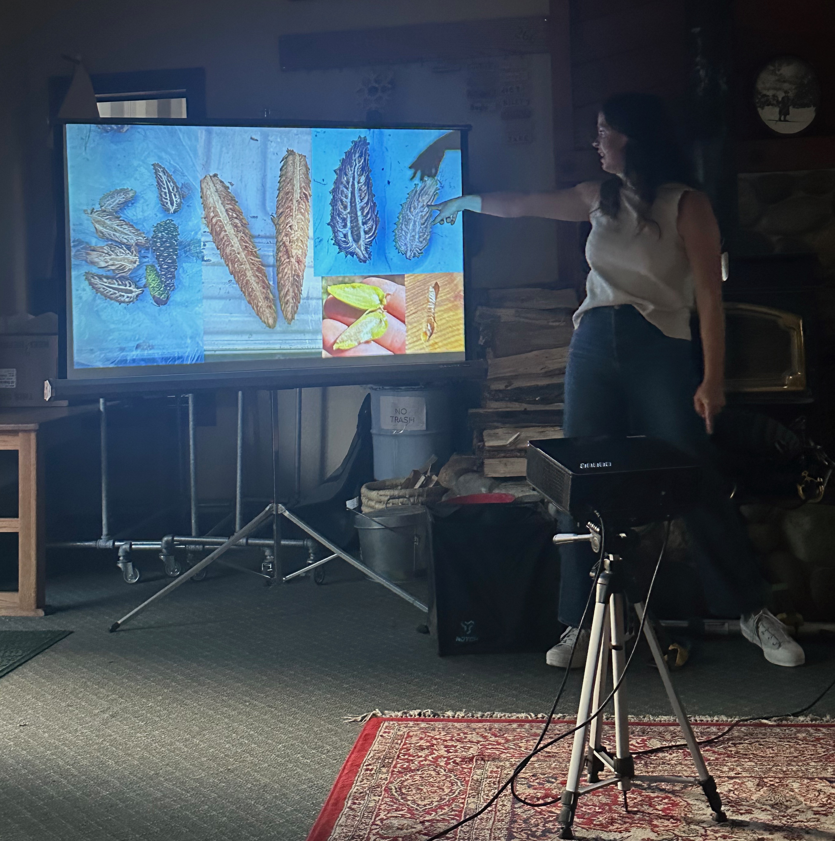 Forester Maddie Tutton shows a picture of dissected cones.