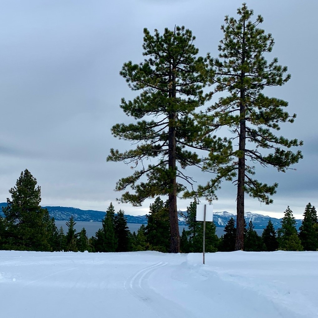 Towering trees and view of Tahoe on Silver Trail
